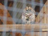 Tawny Owl