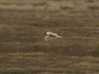Barn Owl