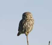 Little Owl