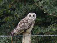 Short-eared Owl