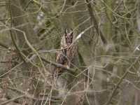 Long-eared Owl