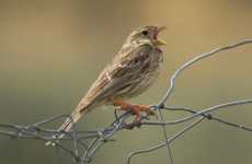 Corn Bunting