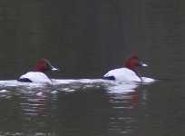 Two male Pochards