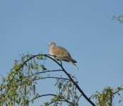 Turtle Dove