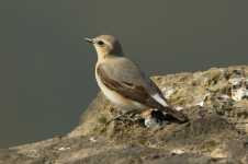 Male Wheatear