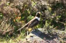 Ring Ouzel