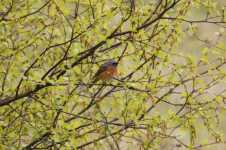 Common Redstart