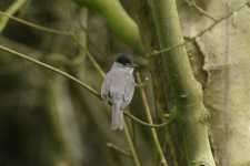 Blackcap
