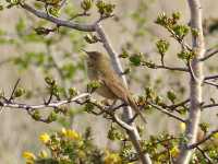 Grasshopper Warbler