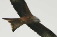 Red Kite