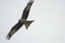 Red Kite