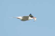 Common Tern