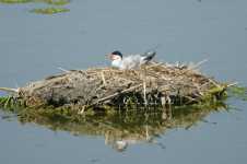 Common Tern