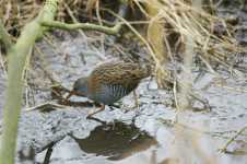 Water Rail