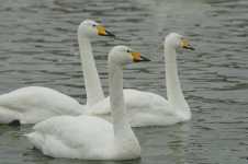 Whooper Swan