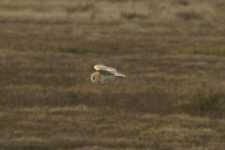 Barn Owl
