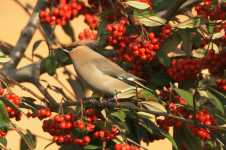 Waxwing