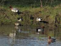 Wigeon