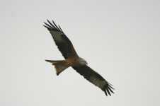 Red Kite