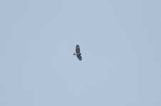 Buzzard