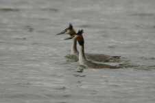 Great Crested Grebe