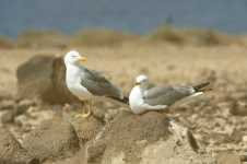 Yellow-legged Gull