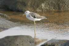 Greenshank