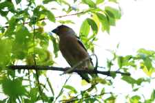 Hawfinch