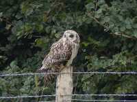Short-eared Owl