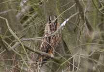 Long-eared Owl