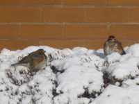 Redwing
