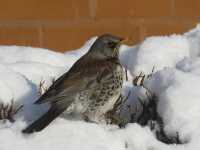 Fieldfare