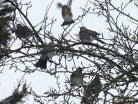 Fieldfare