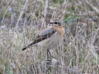 Wheatear