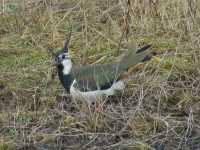 Lapwing