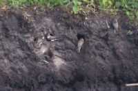 Sand martins