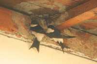 House Martins
