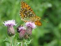 Dark Green Fritillary butterfly