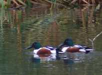 Two male Shoveler