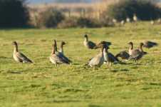 Flock of Pink-footed Goose