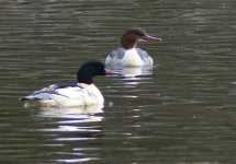 Male (green head) and female (brown head) Goosander