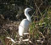 Little Egret