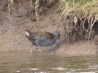 Water Rail