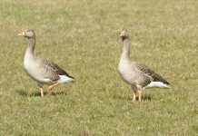 Greylag Goose