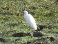 Little Egret on Tommy Flockton’s Marsh