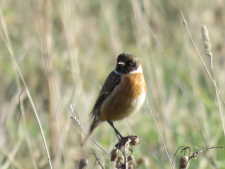 Stonechat