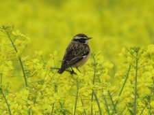 Whinchat