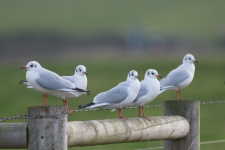 Black-headed Gulls in Winter plumage