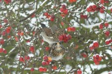 Fieldfare on crab apple tree