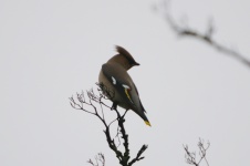 Waxwing Waxwing